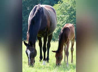 Oldenburger, Hengst, 1 Jahr, 16,1 hh, Schwarzbrauner