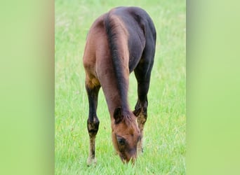 Oldenburger, Hengst, 1 Jahr, 16,1 hh, Schwarzbrauner