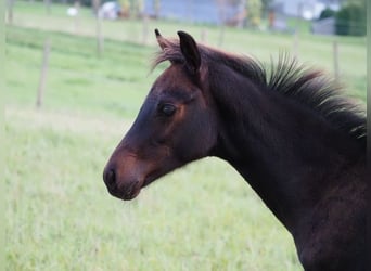 Oldenburger, Hengst, 1 Jahr, 16,1 hh, Schwarzbrauner