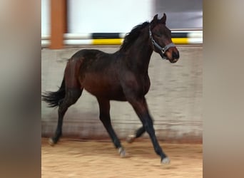 Oldenburg, Stallion, 1 year, 16,2 hh, Bay-Dark