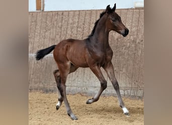 Oldenburg, Stallion, 1 year, 16.2 hh, Bay-Dark