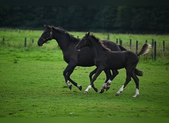 Oldenburg, Stallion, 1 year, 16,2 hh, Bay-Dark