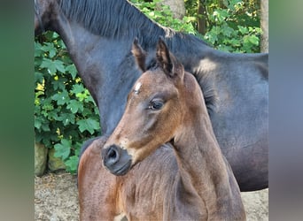 Oldenburg, Stallion, 1 year, 16.2 hh, Bay-Dark