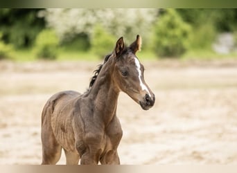 Oldenburg, Stallion, 1 year, 16,2 hh, Bay-Dark