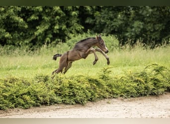 Oldenburg, Stallion, 1 year, 16,2 hh, Bay-Dark