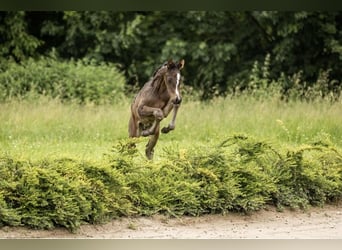 Oldenburg, Stallion, 1 year, 16,2 hh, Bay-Dark