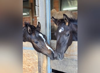 Oldenburg, Stallion, 1 year, 16,2 hh, Bay-Dark