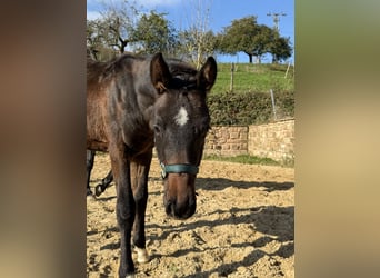 Oldenburg, Stallion, 1 year, 16,2 hh, Bay-Dark