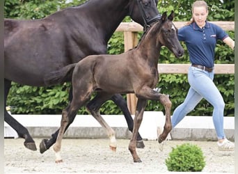 Oldenburg, Stallion, 1 year, 16,2 hh, Black