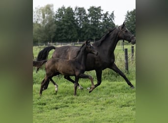 Oldenburg, Stallion, 1 year, 16,2 hh, Black