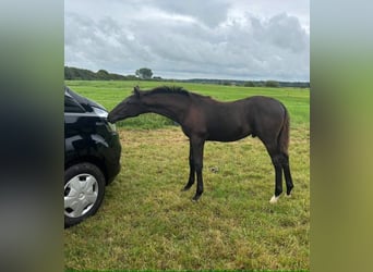 Oldenburg, Stallion, 1 year, 16,2 hh, Black