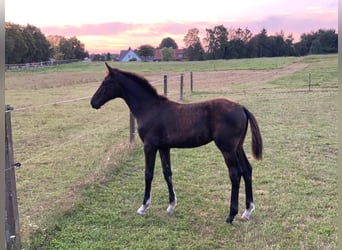 Oldenburg, Stallion, 1 year, 16,2 hh, Black