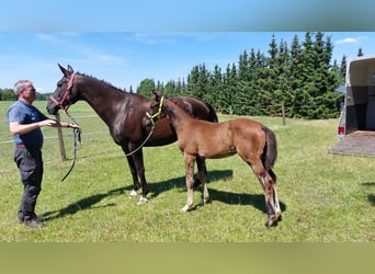 Oldenburg, Stallion, 1 year, 16,2 hh, Black