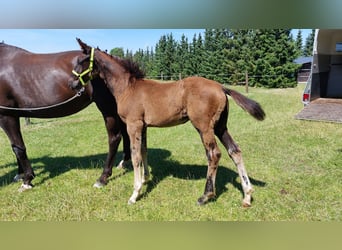 Oldenburg, Stallion, 1 year, 16,2 hh, Black