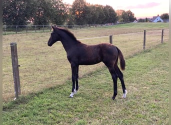 Oldenburg, Stallion, 1 year, 16,2 hh, Black