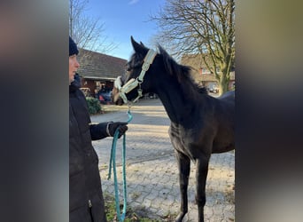 Oldenburg, Stallion, 1 year, 16,2 hh, Brown