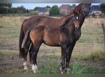 Oldenburg, Stallion, 1 year, 16.2 hh, Brown