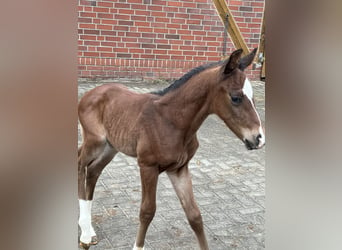 Oldenburg, Stallion, 1 year, 16.2 hh, Brown