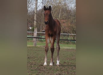 Oldenburg, Stallion, 1 year, 16.2 hh, Brown