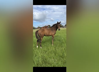 Oldenburg, Stallion, 1 year, 16.2 hh, Brown
