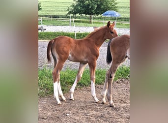 Oldenburg, Stallion, 1 year, 16.2 hh, Chestnut