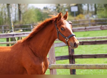 Oldenburg, Stallion, 1 year, 16.2 hh, Chestnut
