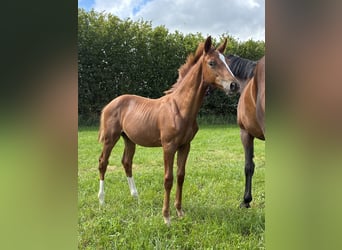 Oldenburg, Stallion, 1 year, 16.2 hh, Chestnut