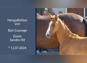 Oldenburg, Stallion, 1 year, 16,2 hh, Chestnut