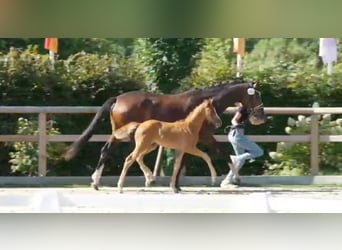 Oldenburg, Stallion, 1 year, 16,2 hh, Chestnut