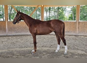 Oldenburg, Stallion, 1 year, 16.2 hh, Chestnut-Red