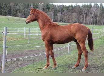 Oldenburg, Stallion, 1 year, 16.2 hh, Chestnut-Red