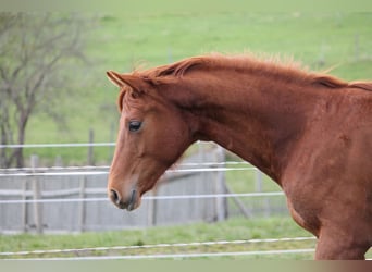 Oldenburg, Stallion, 1 year, 16.2 hh, Chestnut-Red