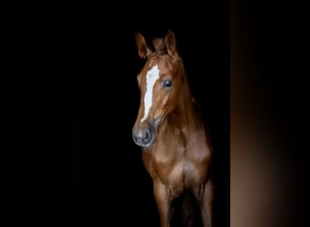 Oldenburg, Stallion, 1 year, 16.2 hh, Chestnut-Red