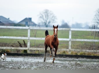 Oldenburg, Stallion, 1 year, 16.2 hh, Chestnut-Red