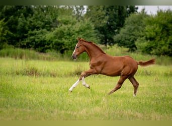 Oldenburg, Stallion, 1 year, 16.2 hh, Chestnut-Red