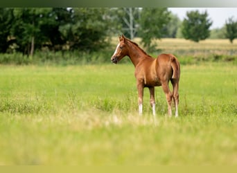 Oldenburg, Stallion, 1 year, 16.2 hh, Chestnut-Red
