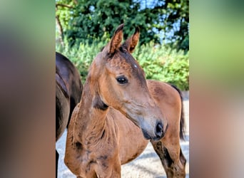 Oldenburg, Stallion, 1 year, 16.2 hh