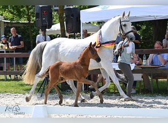 Oldenburg, Stallion, 1 year, 16.2 hh, Gray