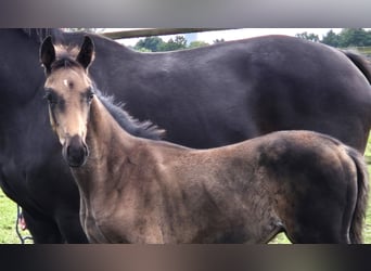 Oldenburg, Stallion, 1 year, 16,2 hh, Smoky-Black