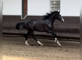 Oldenburger, Hengst, 1 Jahr, 16,2 hh, Schwarzbrauner