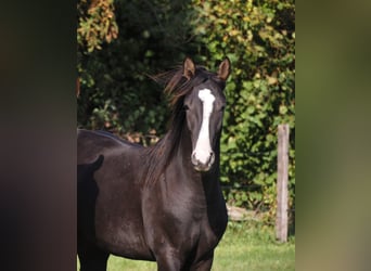 Oldenburger, Hengst, 1 Jahr, 16,2 hh, Schwarzbrauner