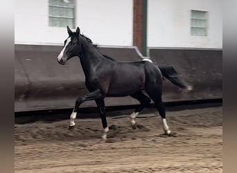Oldenburg, Stallion, 1 year, 16.2 hh, Smoky-Black