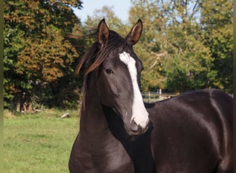 Oldenburger, Hengst, 1 Jahr, 16,2 hh, Schwarzbrauner