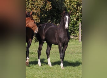 Oldenburger, Hengst, 1 Jahr, 16,2 hh, Schwarzbrauner