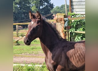 Oldenburg, Stallion, 1 year, 16.3 hh, Black