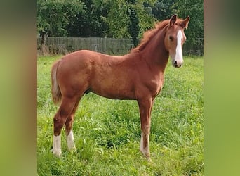 Oldenburg, Stallion, 1 year, 16,3 hh, Chestnut-Red