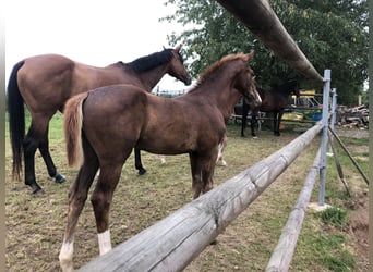 Oldenburg, Stallion, 1 year, 16,3 hh, Chestnut-Red