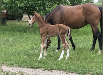 Oldenburg, Stallion, 1 year, 16,3 hh, Chestnut-Red