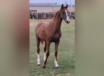 Oldenburg, Stallion, 1 year, 16,3 hh, Chestnut-Red