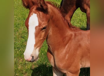 Oldenburg, Stallion, 1 year, 16,3 hh, Chestnut-Red